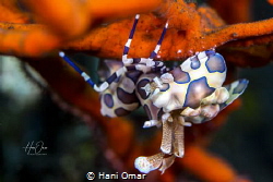 Harlequin shrimp Location: Bali - Tulamben
Camera: Nikon... by Hani Omar 